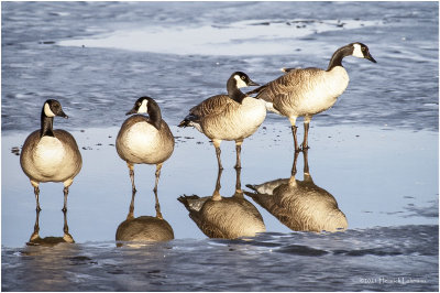 KP28762a-Canada Geese.jpg