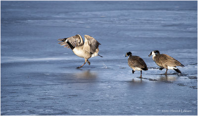 KP28789-Canada Geese.jpg