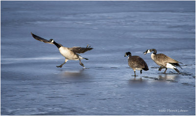 KP28790-Canada Geese.jpg