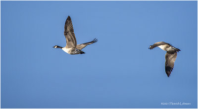 KP28801-Canadad Geese.jpg