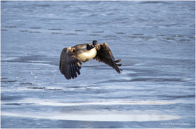 KP28805-Canada Goose.jpg