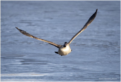KP28807-Canada Goose.jpg