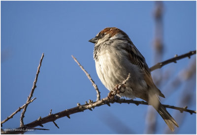 KP28854-House Sparrow-male.jpg