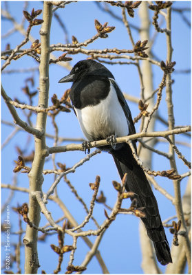 KP28888-Black-billed Magpie.jpg