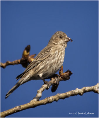 KP28928-House Finch-female.jpg