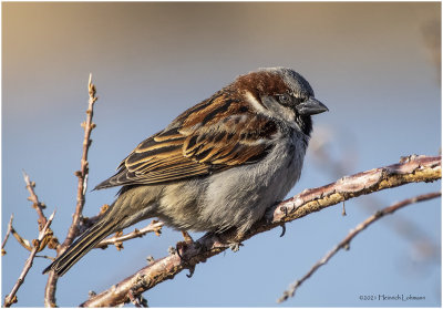 KP28964-House Sparrow-male.jpg