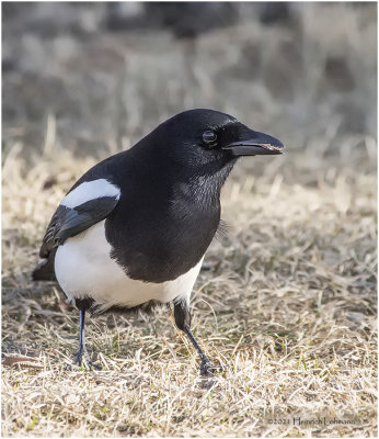 KP28977-Black-billed Magpie.jpg