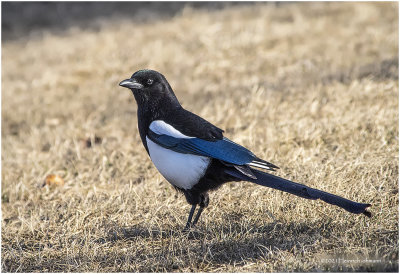 KP28978-Black-billed Magpie.jpg