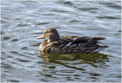KP28993-Mallard-female.jpg