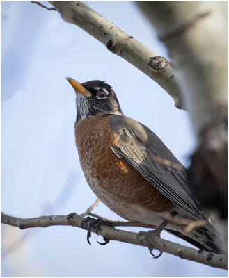 KP29030-American Robin.jpg