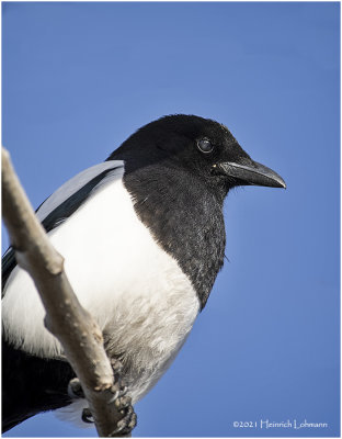 KP29056-Black-billed Magpie.jpg