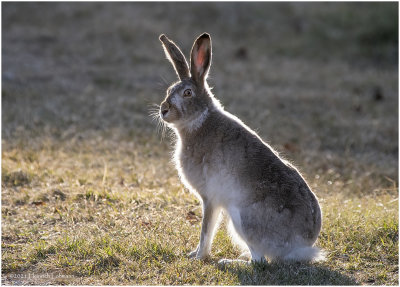KP29156-Hare.jpg