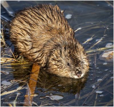 KP29077-Muskrat.jpg