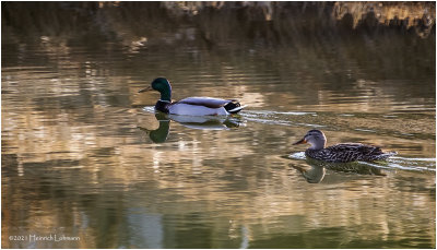 KP29080-Pair of Mallards.jpg