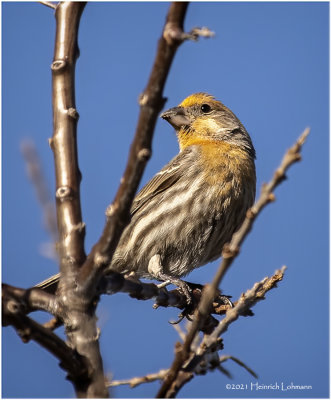 KP29095-House Finch-male.jpg