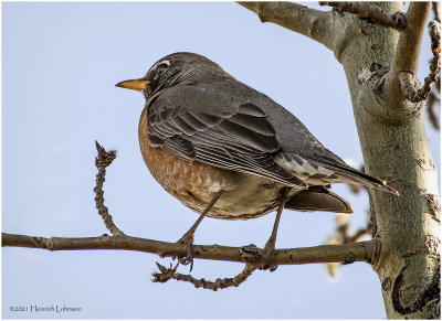 KP29124-American Robin.jpg