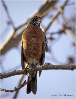 KP29144-American Robin.jpg