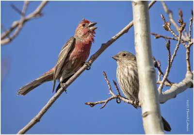 KP29287-House Finches.jpg