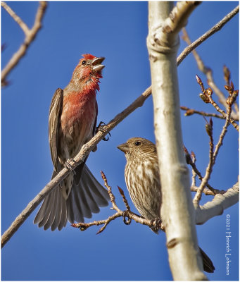 KP29288-House Finches.jpg