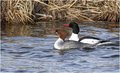 KP29327-Pair of Common Mergansers.jpg