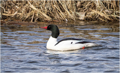 KP29331-Common Merganser-male.jpg
