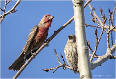 KP29290-House Finches.jpg