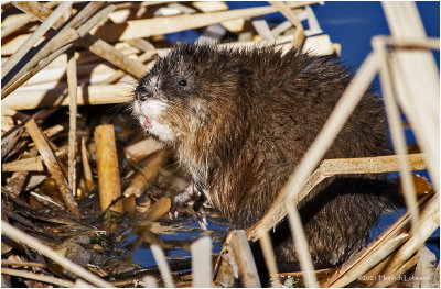 KP29653-Muskrat.jpg