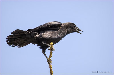KP29678-American Crow.jpg