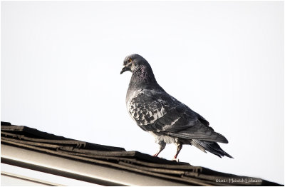 KP29307-unidentified Pigeon.jpg
