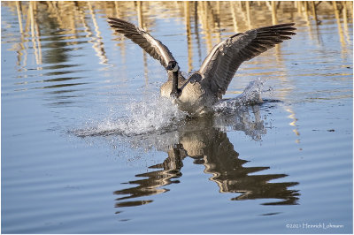 KP29772-Canada Goose.jpg