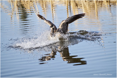 KP29773-Canada Goose.jpg
