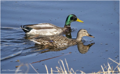 KP29834-Mallard Pair.jpg