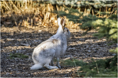 KP29863-Hare.jpg