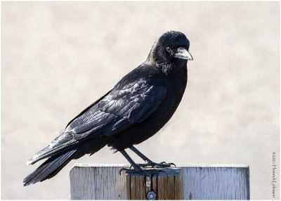 KP29885-American Crow.jpg