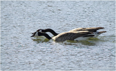 KP29901-Canada Geese.jpg