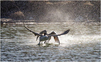 KP29908a-Geese Fight.jpg