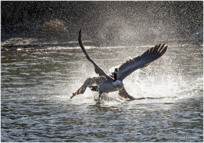 KP29909a-Geese Fight.jpg