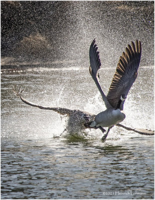 KP29910-Geese Fight.jpg