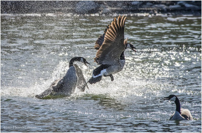 KP29918-Canada Geese.jpg