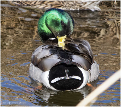 KP29969-Mallard-Drake.jpg