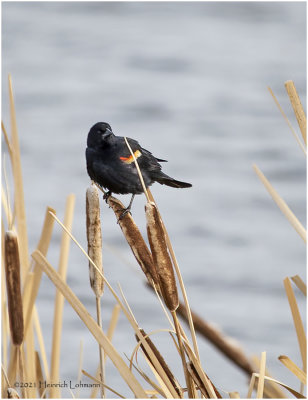 KP30231-Red-winged Blackbird-male.jpg