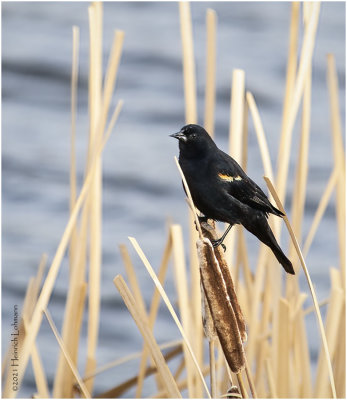 KP30251-Red-winged Blackbird-male.jpg