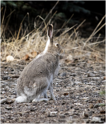 KP30265-Hare.jpg
