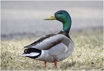 KP30107-Mallard-Drake.jpg