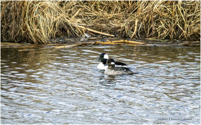 KP30131-Bufflehead Pair.jpg