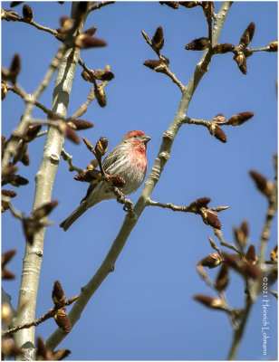 KP29691-House Finch-male.jpg