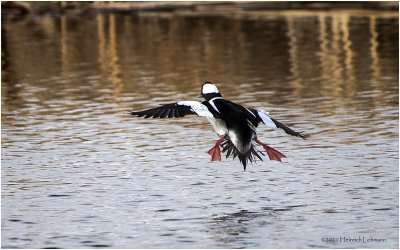 KP30230-Bufflehead-male.jpg