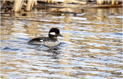 KP30219-Bufflehead-female.jpg