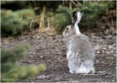 KP30263-Hare.jpg
