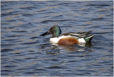 KP30478-Northern Shoveler-male.jpg
